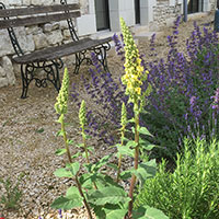 Bench and verbascum