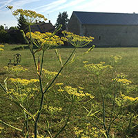 Fennel and barn