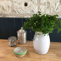 Kitchen parsley in jug